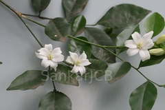 Murraya paniculata